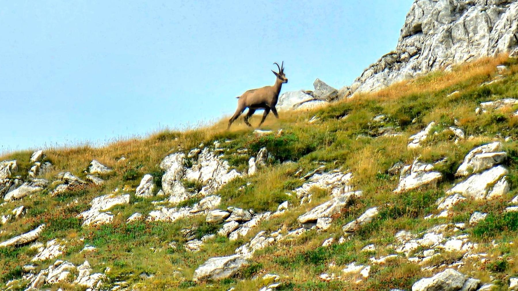 Magic Mountain Villa Žabljak Eksteriør billede