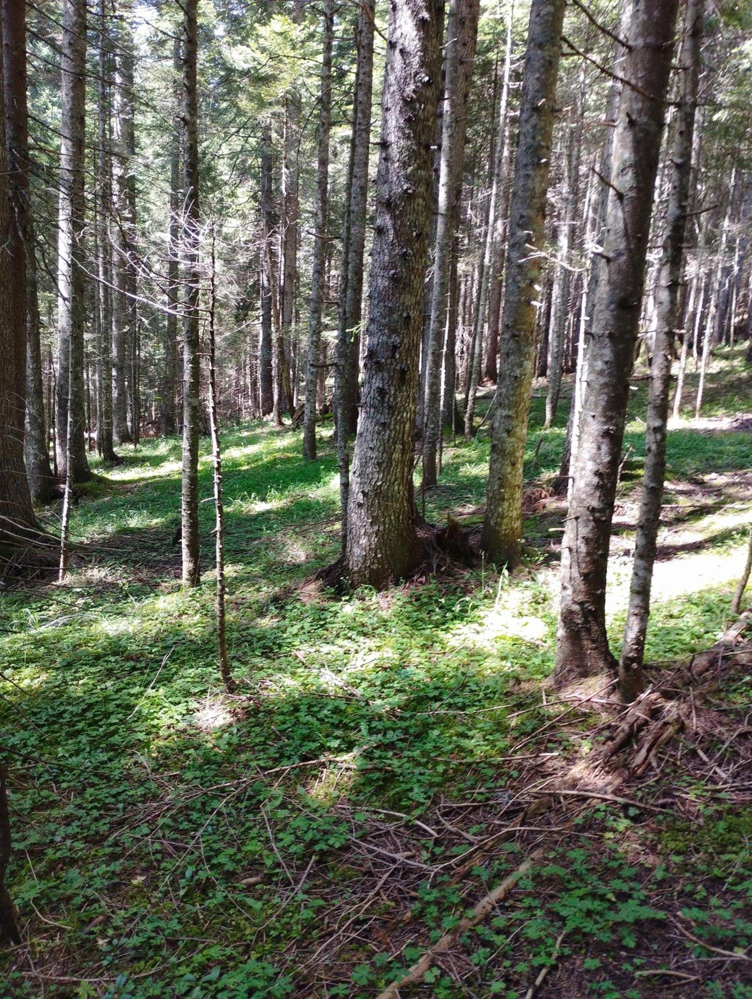 Magic Mountain Villa Žabljak Eksteriør billede